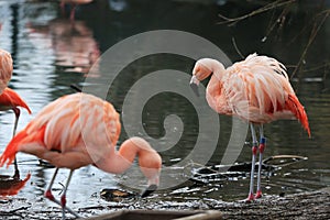 Flamingo birds