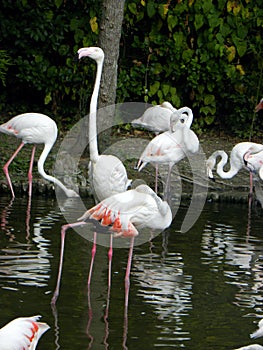 Flamingo birds