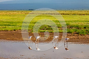 Flamingo birds in Amboseli National Park