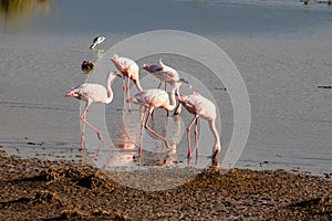 Flamingo birds in Amboseli National Park