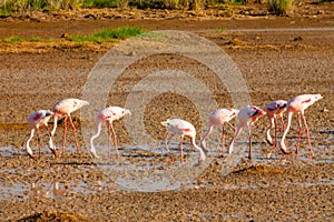 Flamingo birds in Amboseli National Park