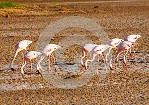 Flamingo birds in Amboseli National Park