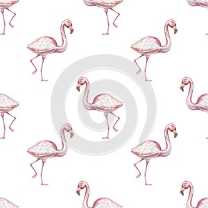 Flamingo birds Animals cartoon cute muzzles scandinavian style. Hand-drawn illustration of children