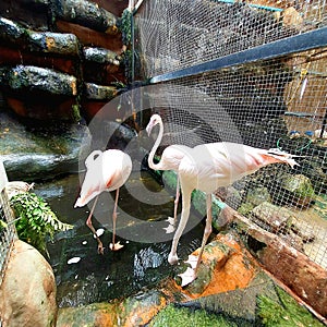 Flamingo Birds in a Cage at Zoo