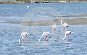 Flamingo birds in Camargue