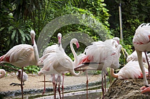 Flamingo birds