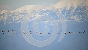 Flamingo Birds Herd Flying and Migrating in Snowy Mountains