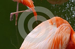 Flamingo birds in safari park