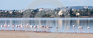 Flamingo Birds at the salt lake, Larnaka, Cyprus