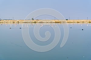 Flamingo birds at Sambhar Salt Lake in Rajasthan. India