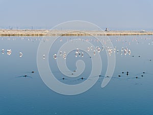 Flamingo birds at Sambhar Salt Lake in Rajasthan. India