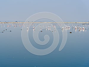 Flamingo birds at Sambhar Salt Lake in Rajasthan. India