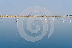 Flamingo birds at Sambhar Salt Lake in Rajasthan. India