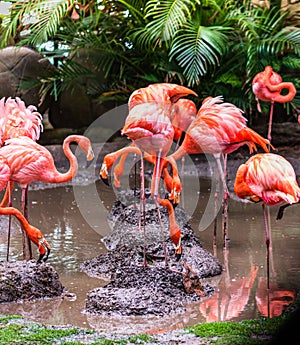 Flamingo birds on a small lake in Cartagena, Colombia