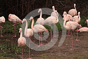 flamingo birds, type of wading bird in the family Phoenicopteridae