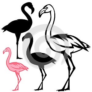 Flamingo birds vector