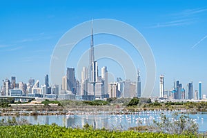 Flamingo birds in zoo park with Dubai Downtown skyline with blue sky in United Arab Emirates or UAE. Financial district in urban