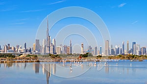 Flamingo birds in zoo park with Dubai Downtown skyline with blue sky in United Arab Emirates or UAE. Financial district in urban