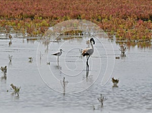 a flamingo and a black stilt feed together