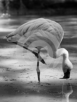Flamingo black and white animals portraits