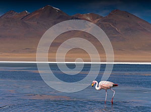 Flamingo in Bolivian Salt Flats Altiplano Lagoon with Andes Mountain Range in Background