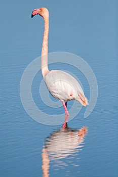 Flamingo in a Camargue\'s pond