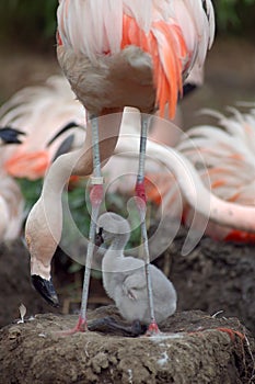 Flamingo and chick