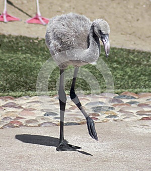 A Flamingo Chick Ventures Out From Its Mother