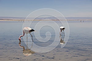 Flamingo, Chile, South America, atacama