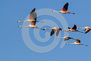 Flamingo Chileans