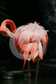 Flamingo cleaning feather