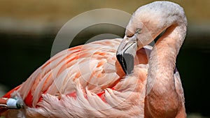 Flamingo cleans his feathers at the San Francisco Zoo