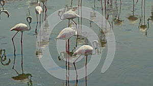 Flamingo Cleans Its Feathers While Standing in a Pond.