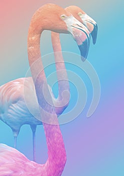 Flamingo Close Up On Multi Color Gradient Background