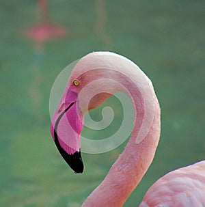 Flamingo