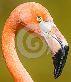 Flamingo closeup