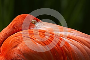 Flamingo closeup portrait hidden beak