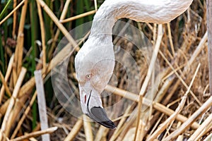 Flamingo Closeup