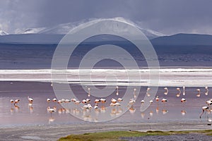 Flamingo colony in front of Volcano in Southern Bolivia