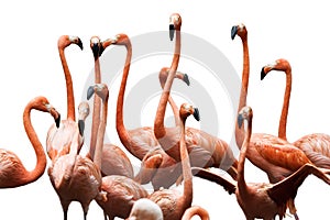 Flamingo Conference