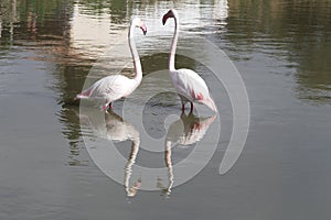 Flamingo couple in the french Camargue region