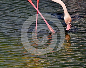 Flamingo with crossed legs drinking water with pink black beak