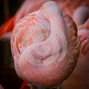 Flamingo Curled Up Into Ball For Warmth