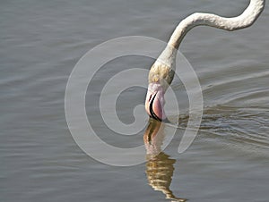 Flamingo eating in the water