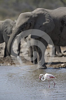 Flamingo and elephant
