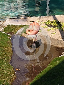 Flamingo en equilibrio photo