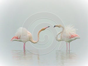 Flamingo, fairytale, dream and fantasy