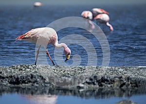 Flamingo family on any given day of winter