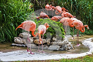 Flamingo family in Lisbon zoo, Portugal