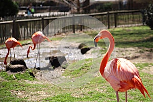 Flamingo family in the Tulsa Zoo- Tulsa,